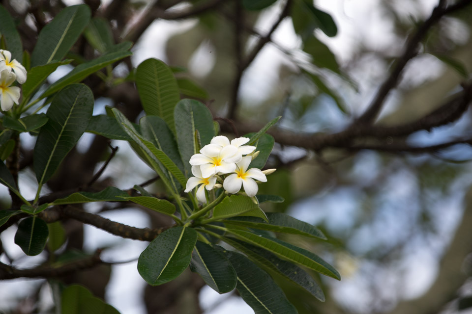 3L9A1544.jpg Iles du vent - Tahiti - Copyright : See Otherwise 2012 - 2025