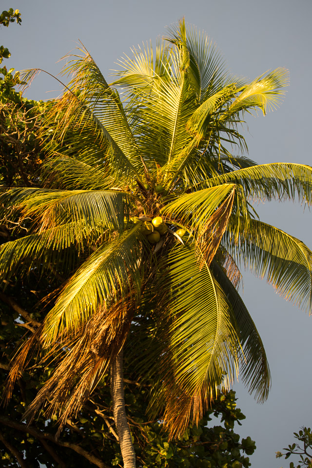3L9A1647.jpg Iles du vent - Tahiti - Copyright : See Otherwise 2012 - 2025
