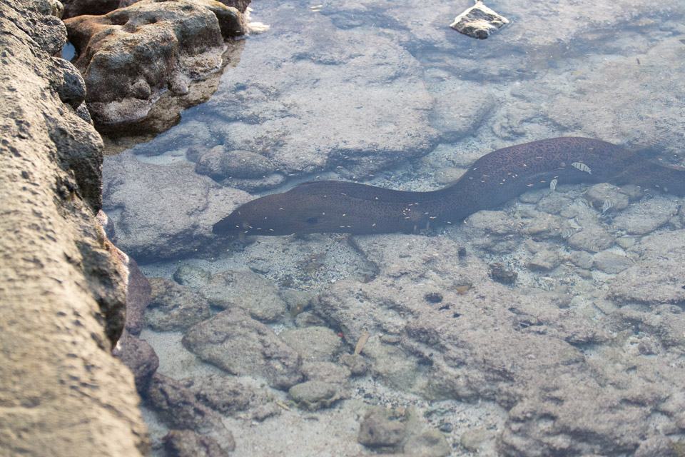 3L9A1697.jpg Iles du vent - Tahiti - Copyright : See Otherwise 2012 - 2025