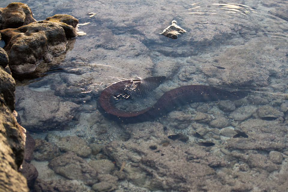 3L9A1700.jpg Iles du vent - Tahiti - Copyright : See Otherwise 2012 - 2025