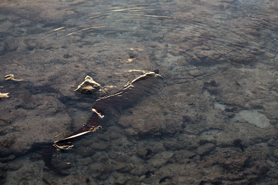 3L9A1705.jpg Iles du vent - Tahiti - Copyright : See Otherwise 2012 - 2025