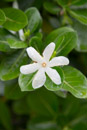 3L9A1457.jpg Iles du vent - Tahiti - Copyright : See Otherwise 2012 - 2023