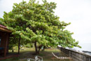 3L9A1464.jpg Iles du vent - Tahiti - Copyright : See Otherwise 2012 - 2023