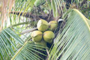 Iles du vent - Tahiti - Copyright : See Otherwise 2012 - 2026