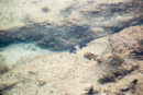 3L9A1694.jpg Iles du vent - Tahiti - Copyright : See Otherwise 2012 - 2023