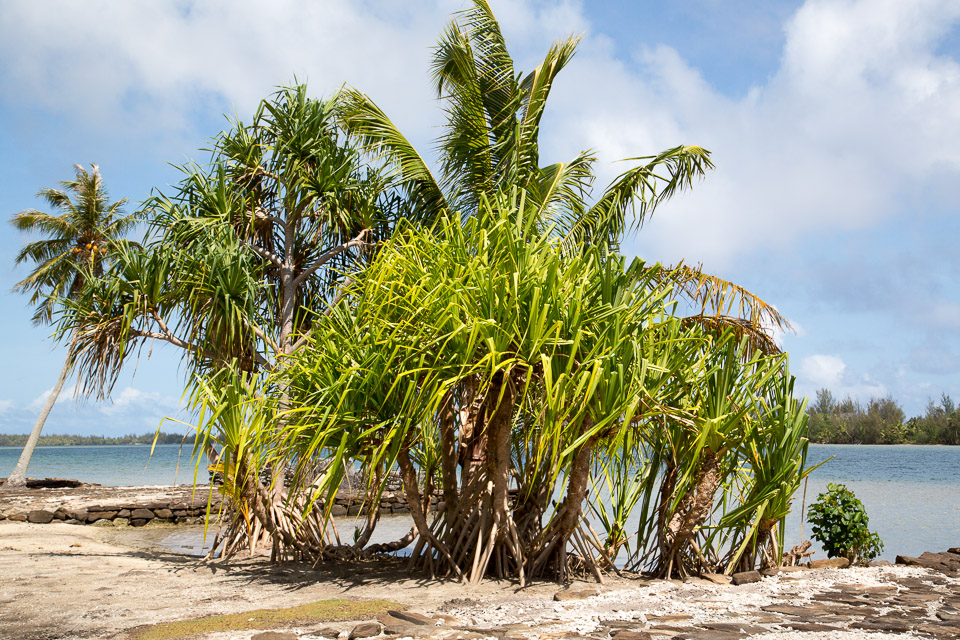 3L9A4738.jpg Iles sous le vent - Huahine - Copyright : See Otherwise 2012 - 2025
