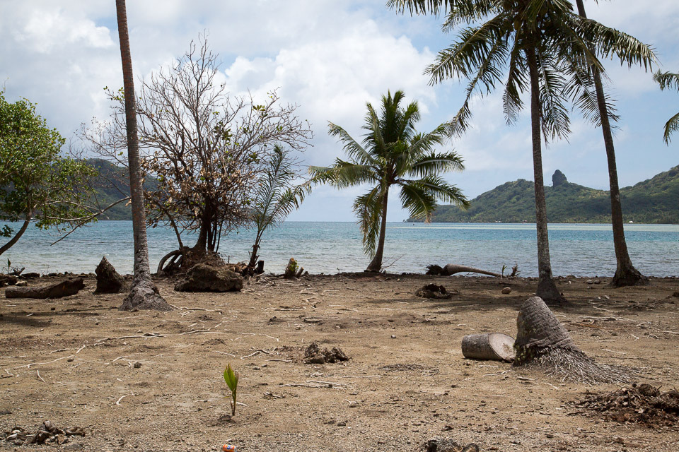 3L9A4946.jpg Iles sous le vent - Huahine - Copyright : See Otherwise 2012 - 2025