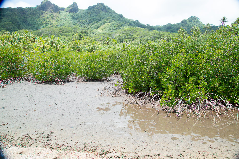 3L9A4976.jpg Iles sous le vent - Huahine - Copyright : See Otherwise 2012 - 2025