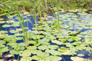 3L9A5147.jpg Iles sous le vent - Huahine - Copyright : See Otherwise 2012 - 2023