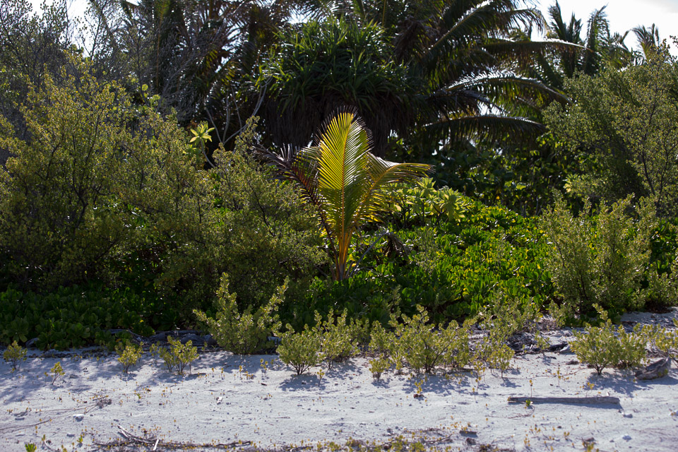 3L9A6791.jpg Iles sous le vent - Maupiti - Copyright : See Otherwise 2012 - 2025
