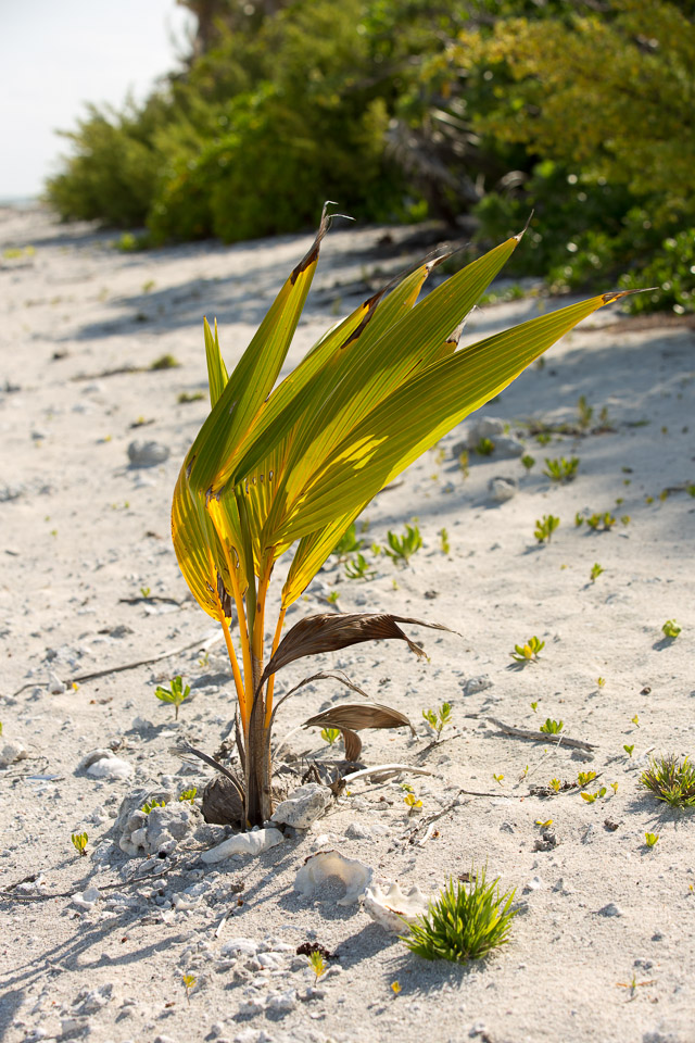 3L9A6813.jpg Iles sous le vent - Maupiti - Copyright : See Otherwise 2012 - 2025
