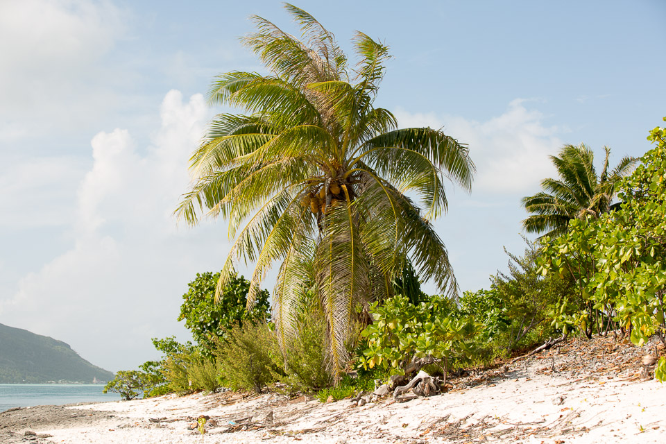 3L9A6870.jpg Iles sous le vent - Maupiti - Copyright : See Otherwise 2012 - 2025