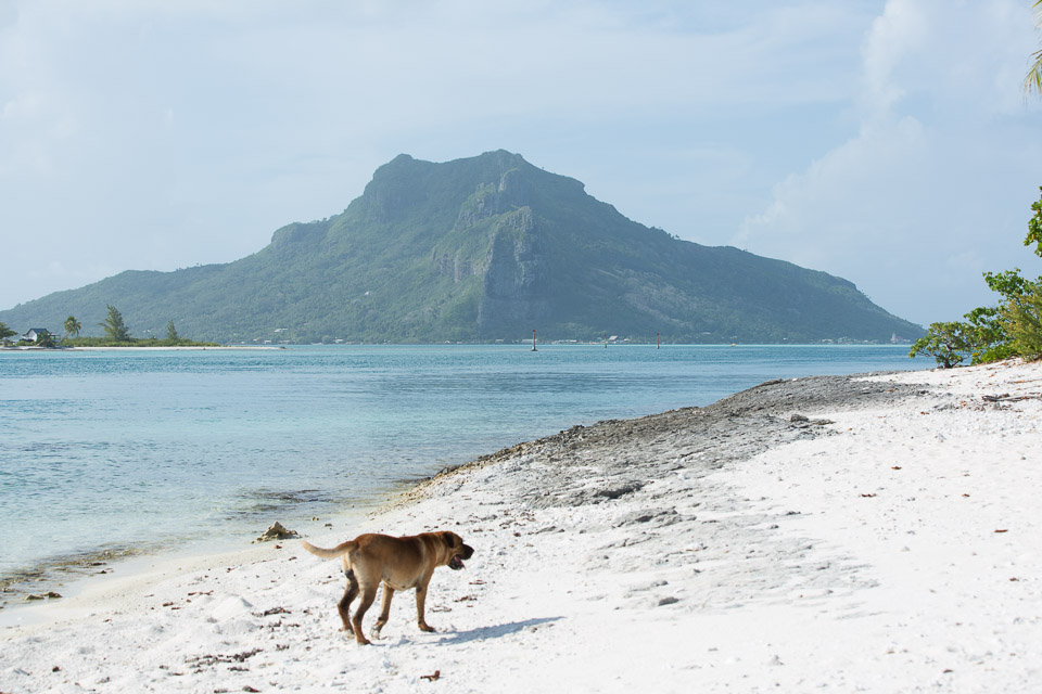 3L9A6872.jpg Iles sous le vent - Maupiti - Copyright : See Otherwise 2012 - 2025
