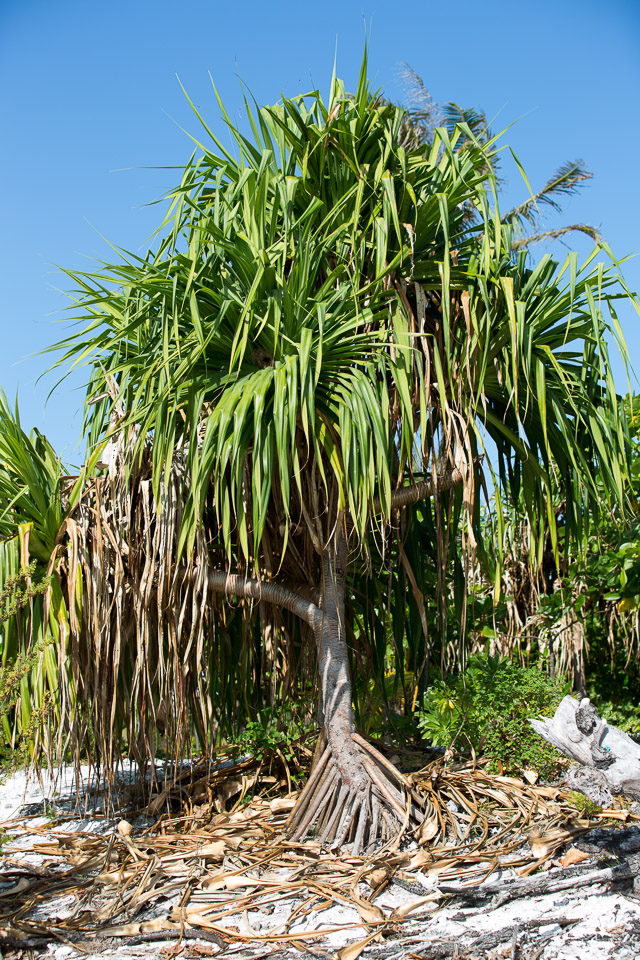 3L9A6877.jpg Iles sous le vent - Maupiti - Copyright : See Otherwise 2012 - 2025