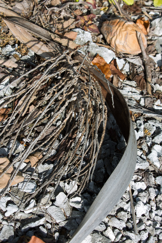 3L9A6919.jpg Iles sous le vent - Maupiti - Copyright : See Otherwise 2012 - 2025