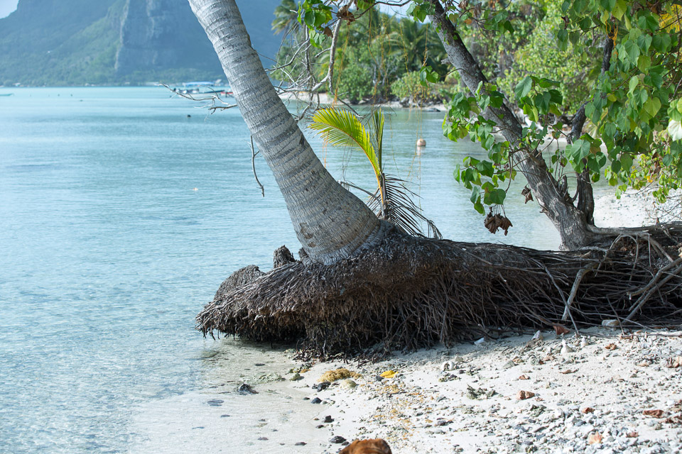 3L9A6942.jpg Iles sous le vent - Maupiti - Copyright : See Otherwise 2012 - 2025