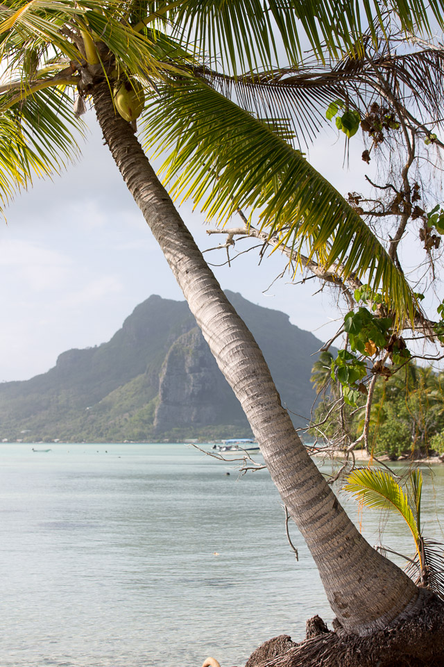 3L9A6943.jpg Iles sous le vent - Maupiti - Copyright : See Otherwise 2012 - 2025