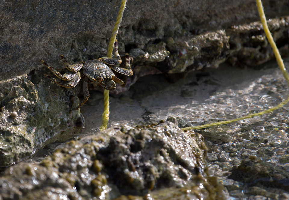 3L9A6948.jpg Iles sous le vent - Maupiti - Copyright : See Otherwise 2012 - 2025
