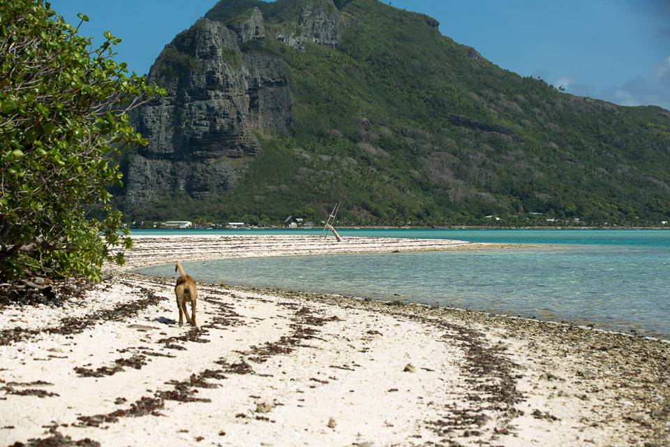 3L9A7084.jpg Iles sous le vent - Maupiti - Copyright : See Otherwise 2012 - 2025