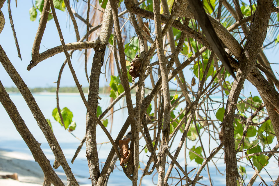 3L9A7192.jpg Iles sous le vent - Maupiti - Copyright : See Otherwise 2012 - 2025