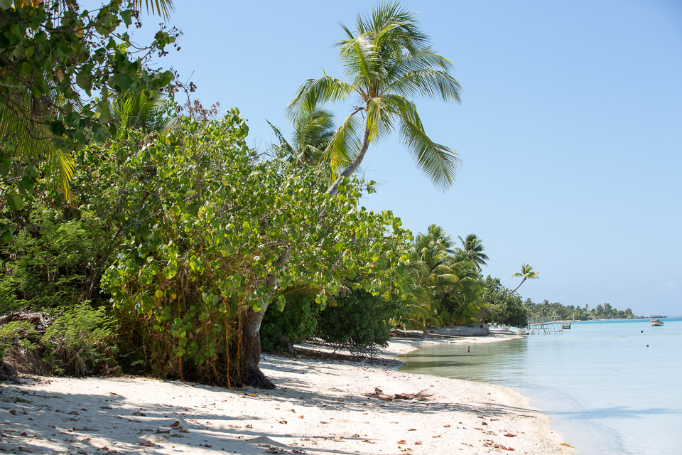 3L9A7212.jpg Iles sous le vent - Maupiti - Copyright : See Otherwise 2012 - 2025