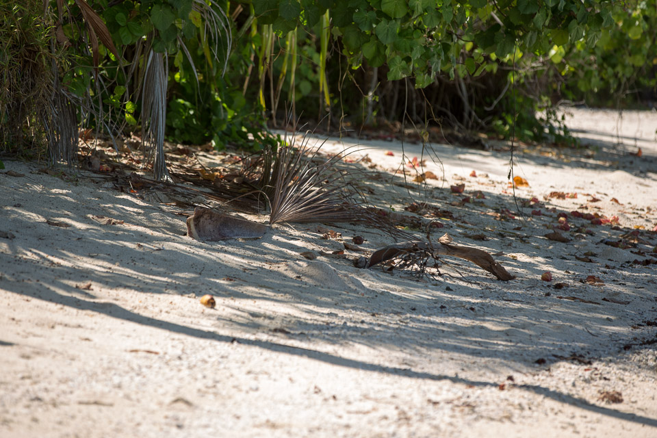 3L9A7228.jpg Iles sous le vent - Maupiti - Copyright : See Otherwise 2012 - 2024