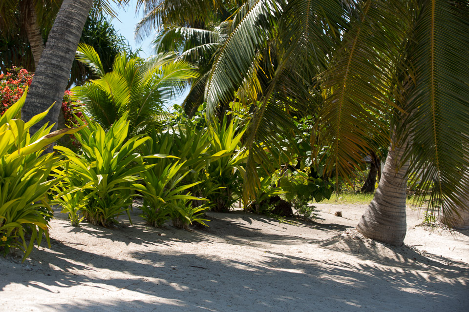 3L9A7254.jpg Iles sous le vent - Maupiti - Copyright : See Otherwise 2012 - 2025
