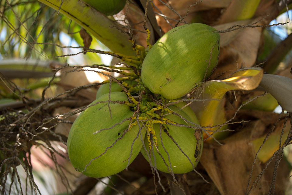 3L9A7407.jpg Iles sous le vent - Maupiti - Copyright : See Otherwise 2012 - 2025