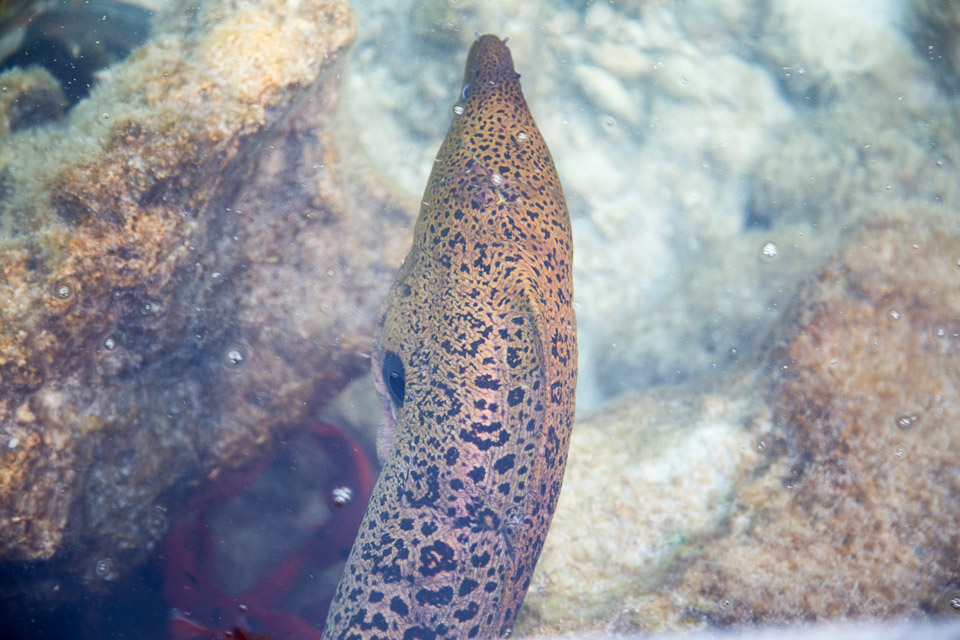 3L9A7417.jpg Iles sous le vent - Maupiti - Copyright : See Otherwise 2012 - 2025