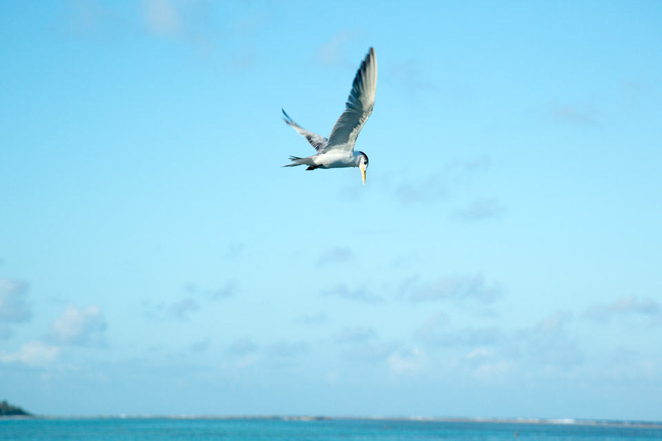 3L9A7554.jpg Iles sous le vent - Maupiti - Copyright : See Otherwise 2012 - 2025