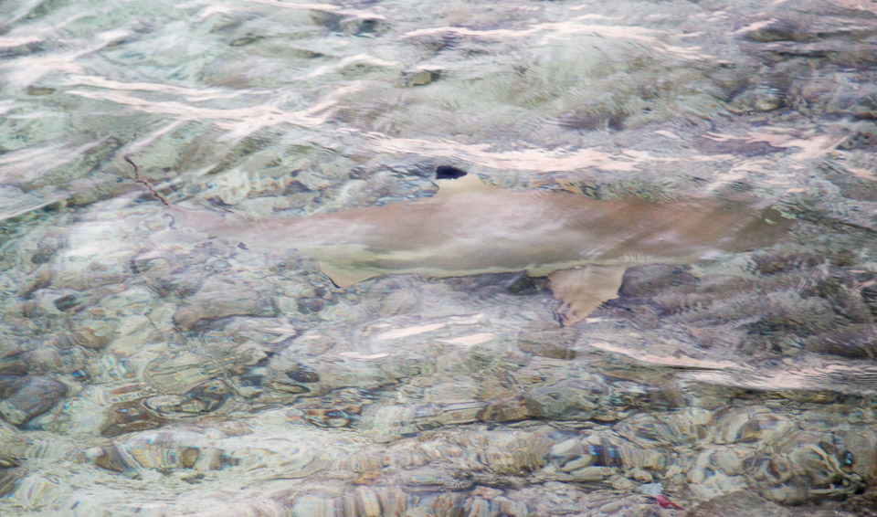 3L9A7583.jpg Iles sous le vent - Maupiti - Copyright : See Otherwise 2012 - 2025