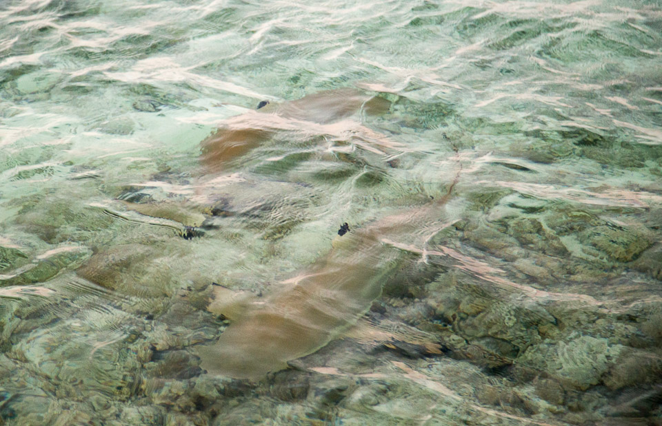 3L9A7606.jpg Iles sous le vent - Maupiti - Copyright : See Otherwise 2012 - 2025