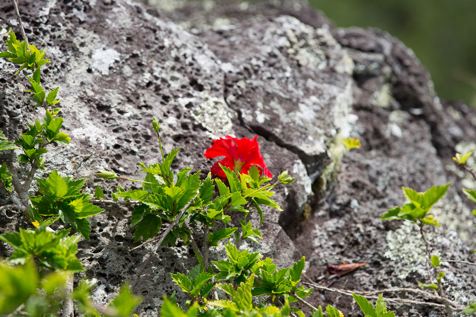 3L9A7673.jpg Iles sous le vent - Maupiti - Copyright : See Otherwise 2012 - 2024