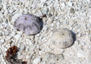 Iles sous le vent - Maupiti - Copyright : See Otherwise 2012 - 2023