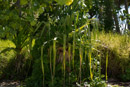 Iles sous le vent - Maupiti - Copyright : See Otherwise 2012 - 2025