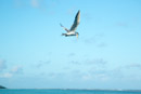 Iles sous le vent - Maupiti - Copyright : See Otherwise 2012 - 2023
