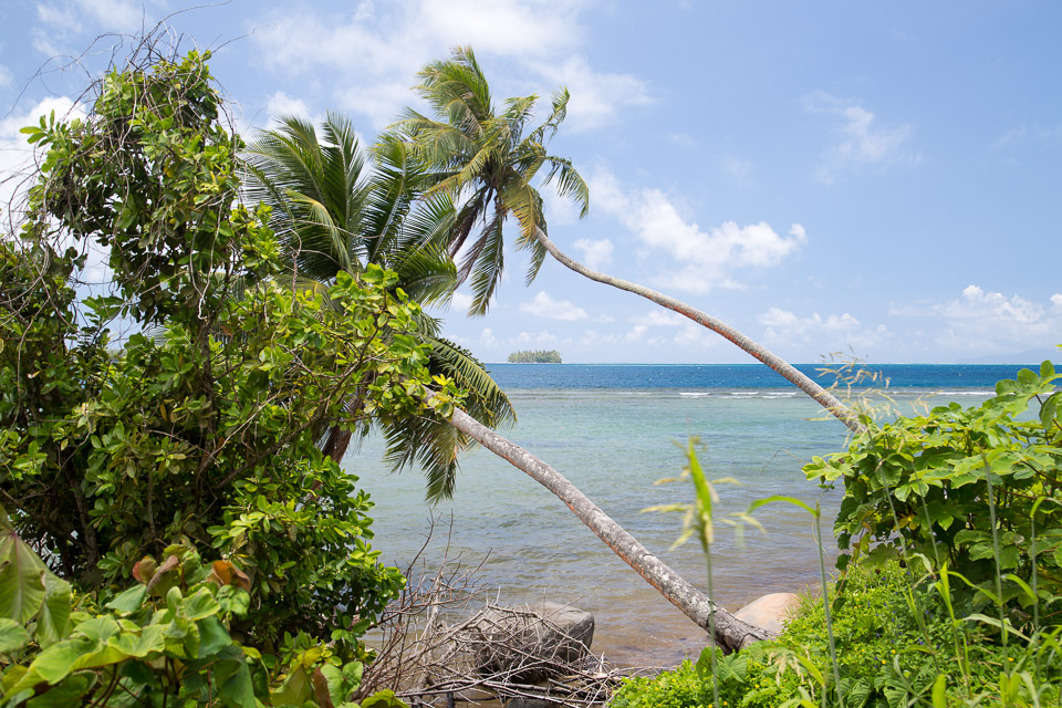 3L9A6036.jpg Iles sous le vent - Raiatea - Copyright : See Otherwise 2012 - 2025