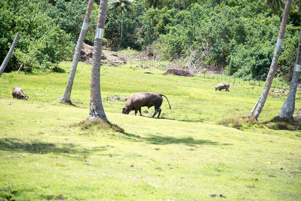 3L9A6149.jpg Iles sous le vent - Raiatea - Copyright : See Otherwise 2012 - 2025