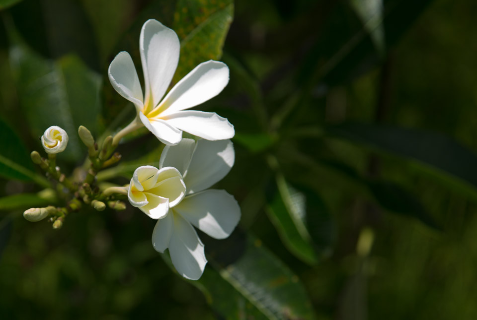 3L9A6197.jpg Iles sous le vent - Raiatea - Copyright : See Otherwise 2012 - 2025