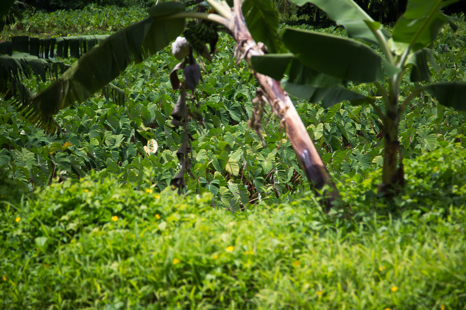 3L9A6282.jpg Iles sous le vent - Raiatea - Copyright : See Otherwise 2012 - 2024