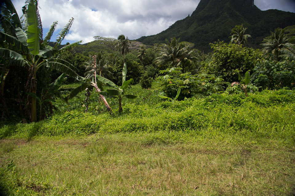 3L9A6284.jpg Iles sous le vent - Raiatea - Copyright : See Otherwise 2012 - 2025
