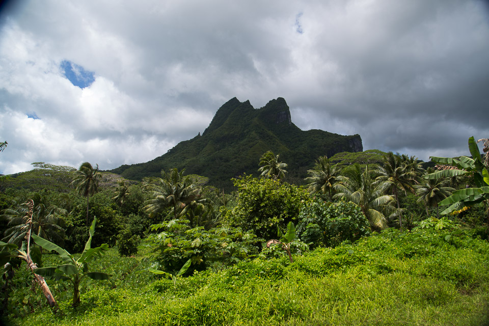 3L9A6286.jpg Iles sous le vent - Raiatea - Copyright : See Otherwise 2012 - 2025
