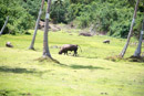 3L9A6149.jpg Iles sous le vent - Raiatea - Copyright : See Otherwise 2012 - 2023