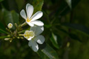 3L9A6197.jpg Iles sous le vent - Raiatea - Copyright : See Otherwise 2012 - 2024