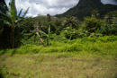 3L9A6284.jpg [Polynesie]Iles sous le vent - Raiatea - Copyright : See Otherwise 2012 - 2022