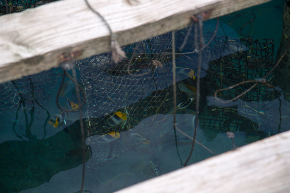 3L9A5406.jpg Iles sous le vent - Tahaa - Copyright : See Otherwise 2012 - 2025