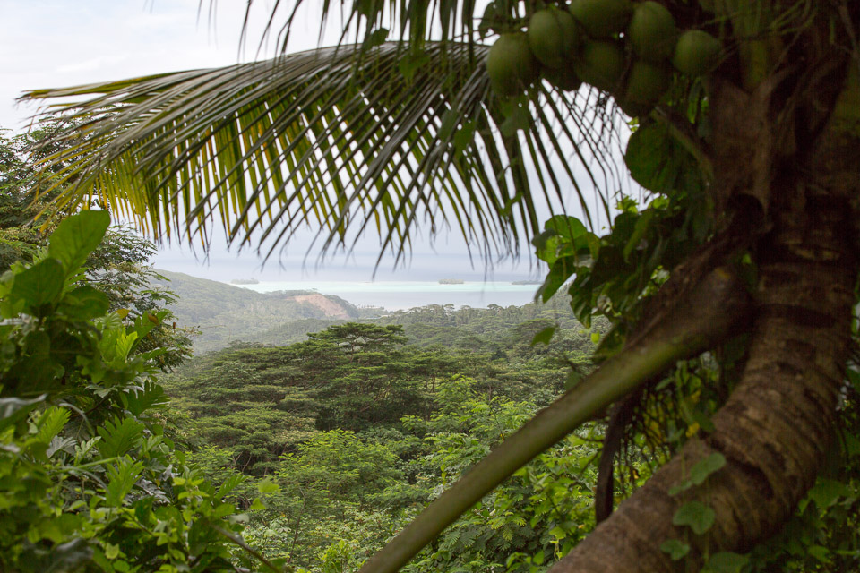 3L9A5586.jpg Iles sous le vent - Tahaa - Copyright : See Otherwise 2012 - 2025