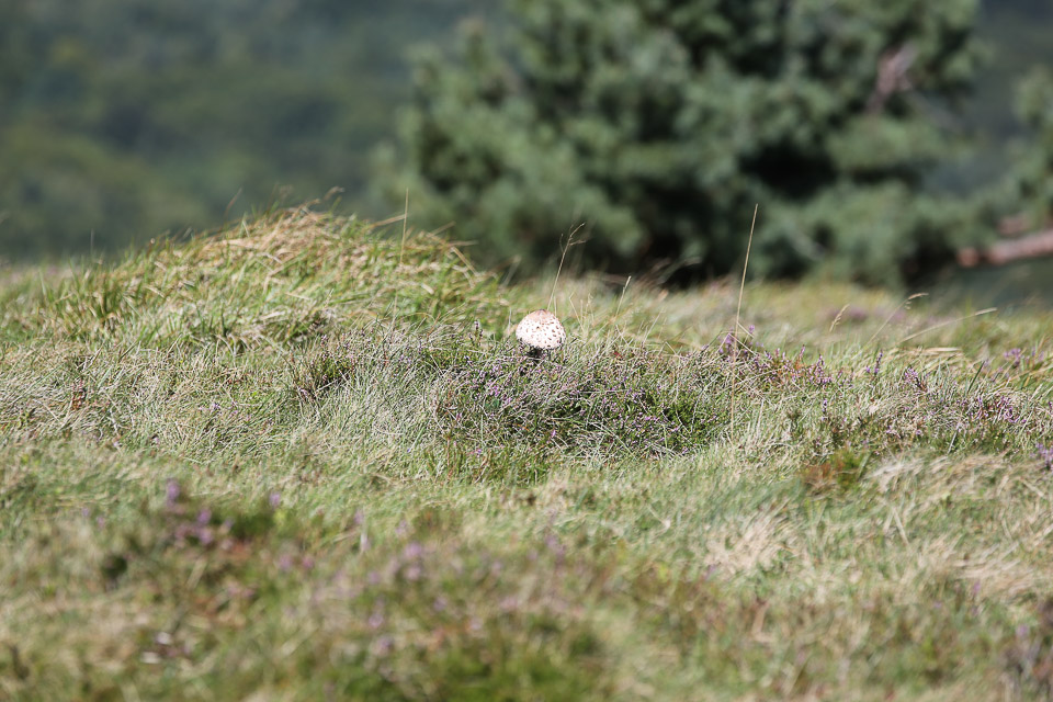 3L9A4676.jpg Le Puy de Pariou - Copyright : See Otherwise 2012 - 2025