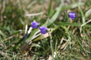 Le Puy de Pariou - Copyright : See Otherwise 2012 - 2025