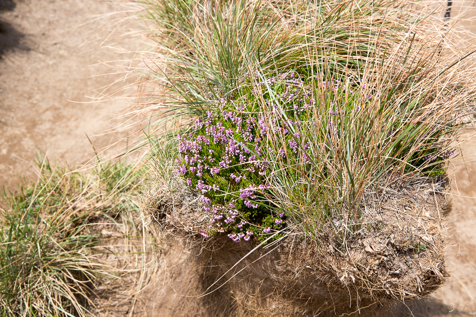 3L9A5246.jpg Le Puy de Sancy - Copyright : See Otherwise 2012 - 2024